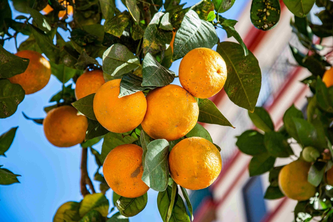 Orangenzweig in Spanien - Ratgeber Studieren in Spanien: Campus M University.